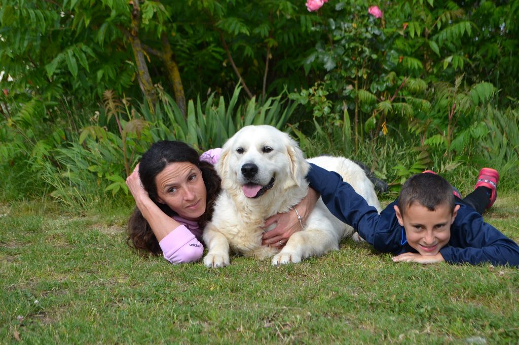 Les Golden Retriever de l'affixe des Légendaires Nahauri