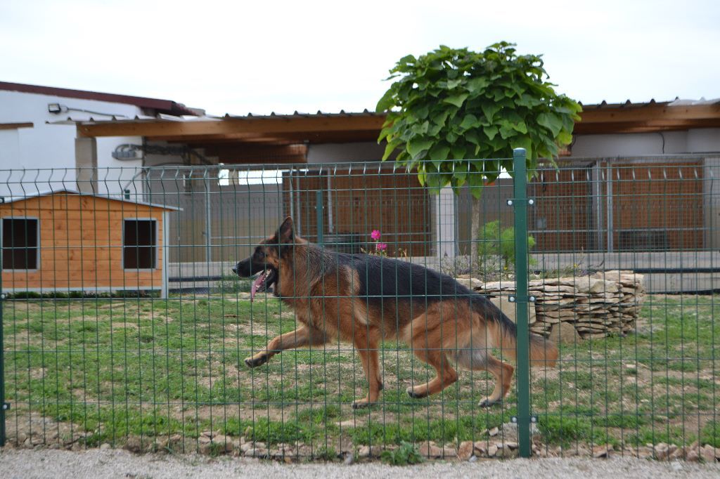 Messi du domaine de faune