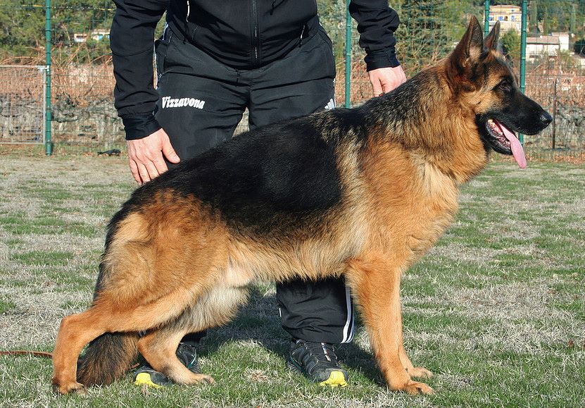 Messi du domaine de faune