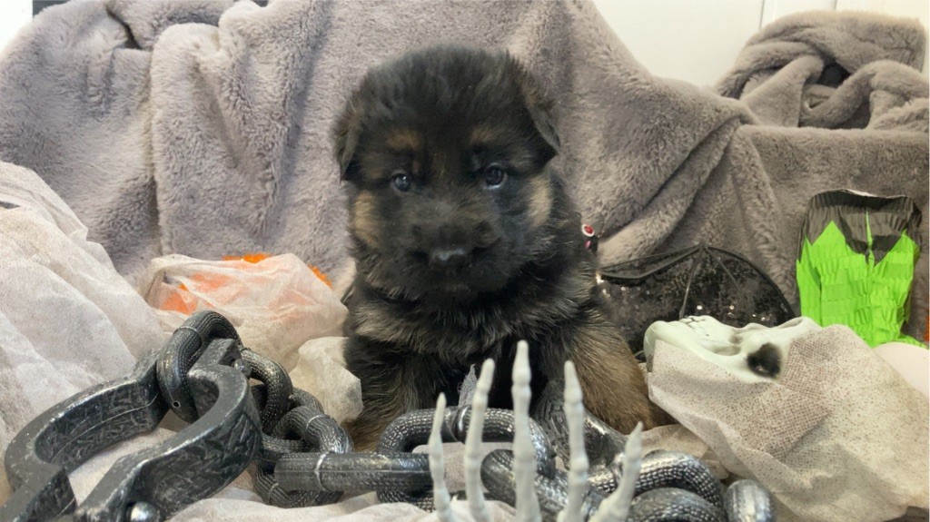 des Légendaires Nahauri - Chiot disponible  - Berger Allemand