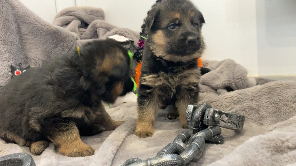 des Légendaires Nahauri - Chiot disponible  - Berger Allemand