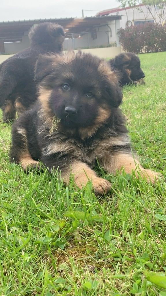 des Légendaires Nahauri - Chiot disponible  - Berger Allemand Poil Long