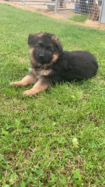 chiot Berger Allemand Poil Long des Légendaires Nahauri