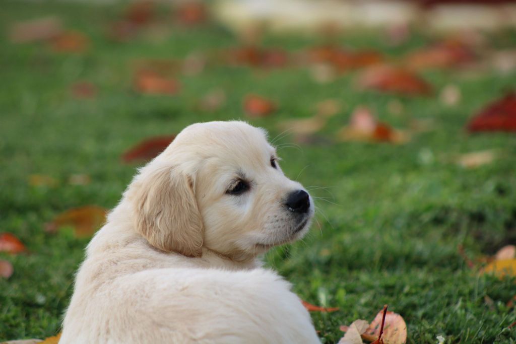 des Légendaires Nahauri - Chiot disponible  - Golden Retriever