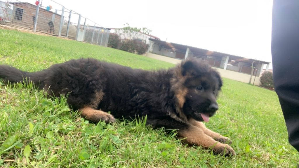 des Légendaires Nahauri - Chiot disponible  - Berger Allemand Poil Long