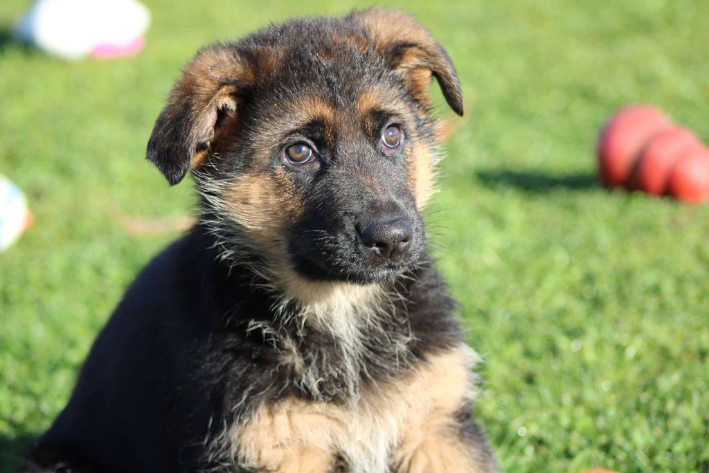 des Légendaires Nahauri - Chiot disponible  - Berger Allemand