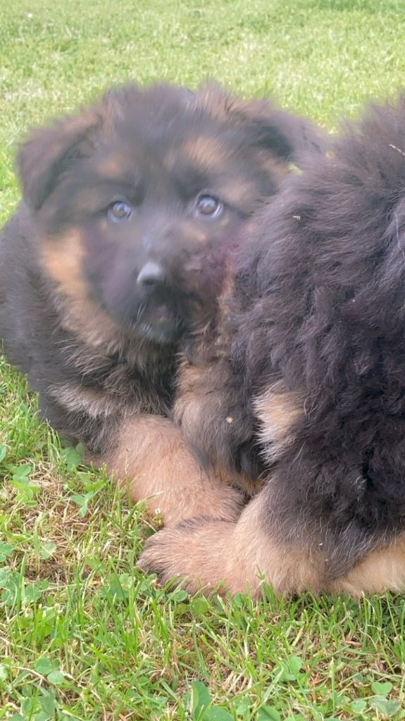 des Légendaires Nahauri - Chiot disponible  - Berger Allemand Poil Long