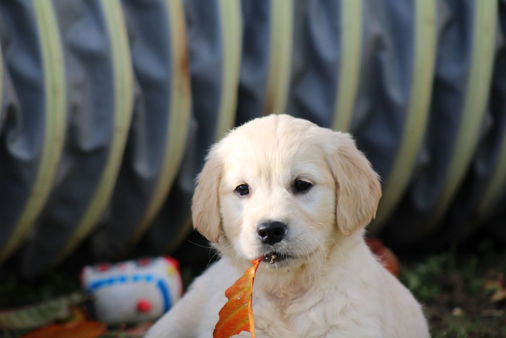 des Légendaires Nahauri - Chiot disponible  - Golden Retriever