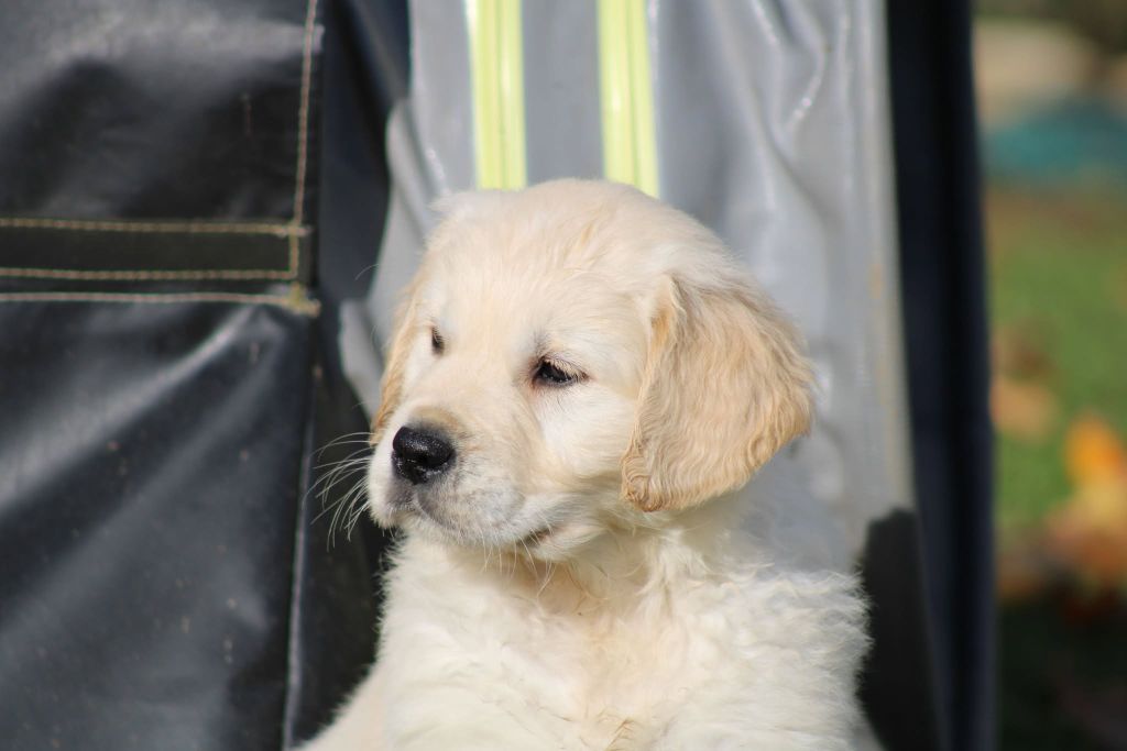 des Légendaires Nahauri - Chiot disponible  - Golden Retriever