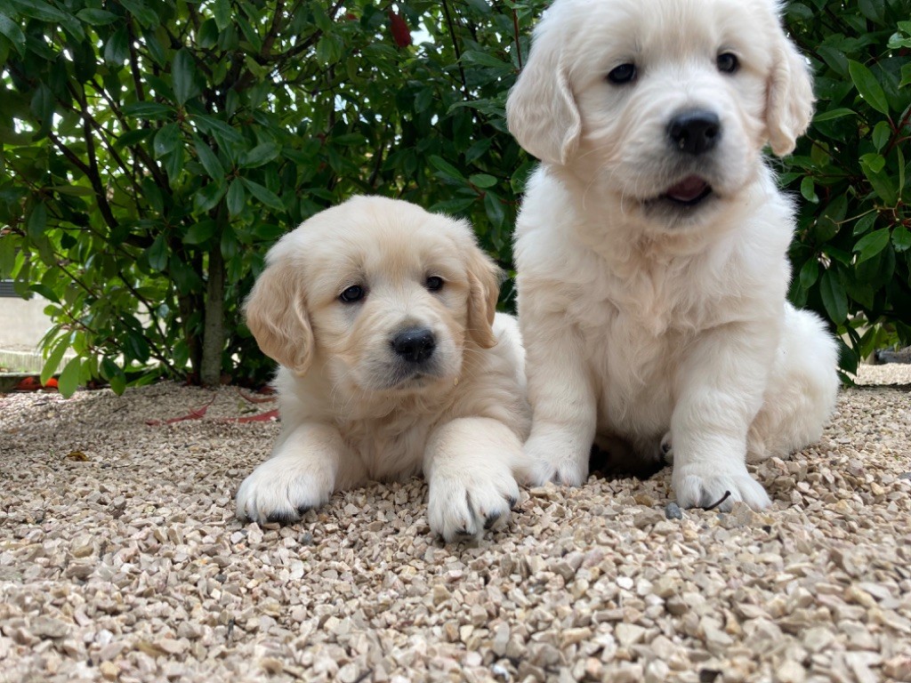 des Légendaires Nahauri - Chiot disponible  - Golden Retriever