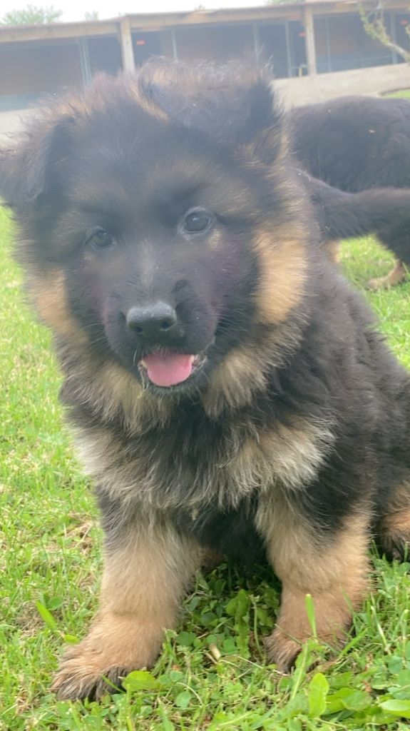 des Légendaires Nahauri - Chiot disponible  - Berger Allemand Poil Long