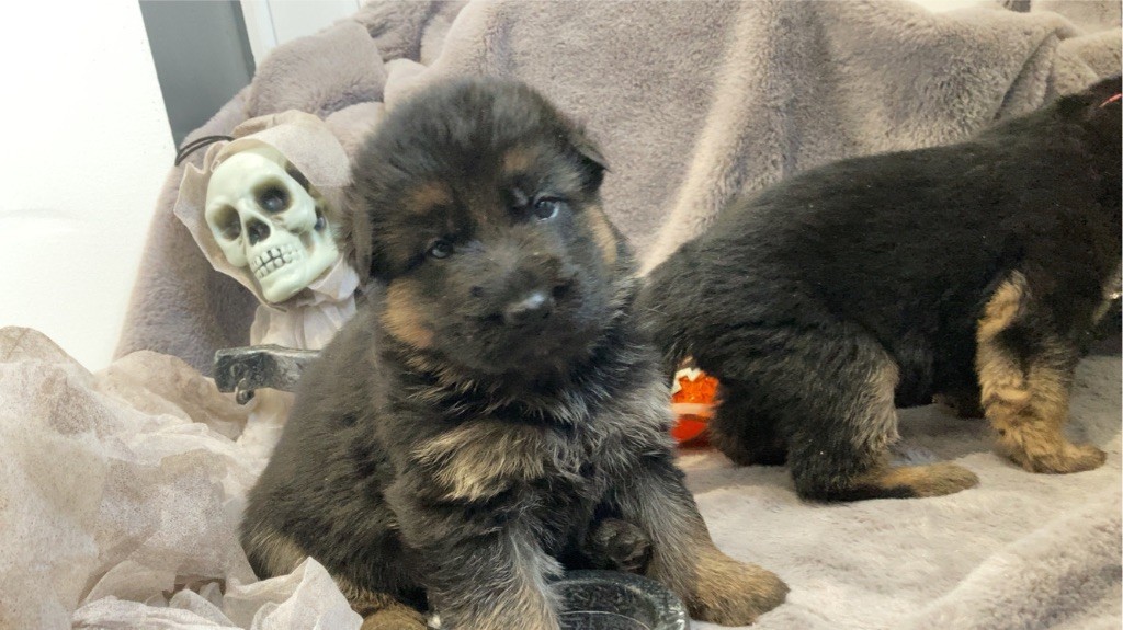 des Légendaires Nahauri - Chiot disponible  - Berger Allemand