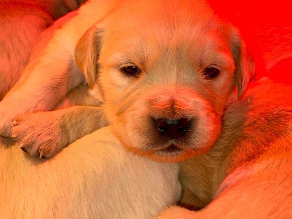 des Légendaires Nahauri - Chiot disponible  - Golden Retriever