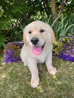 des Légendaires Nahauri - Chiot disponible  - Golden Retriever