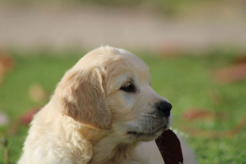 des Légendaires Nahauri - Chiot disponible  - Golden Retriever