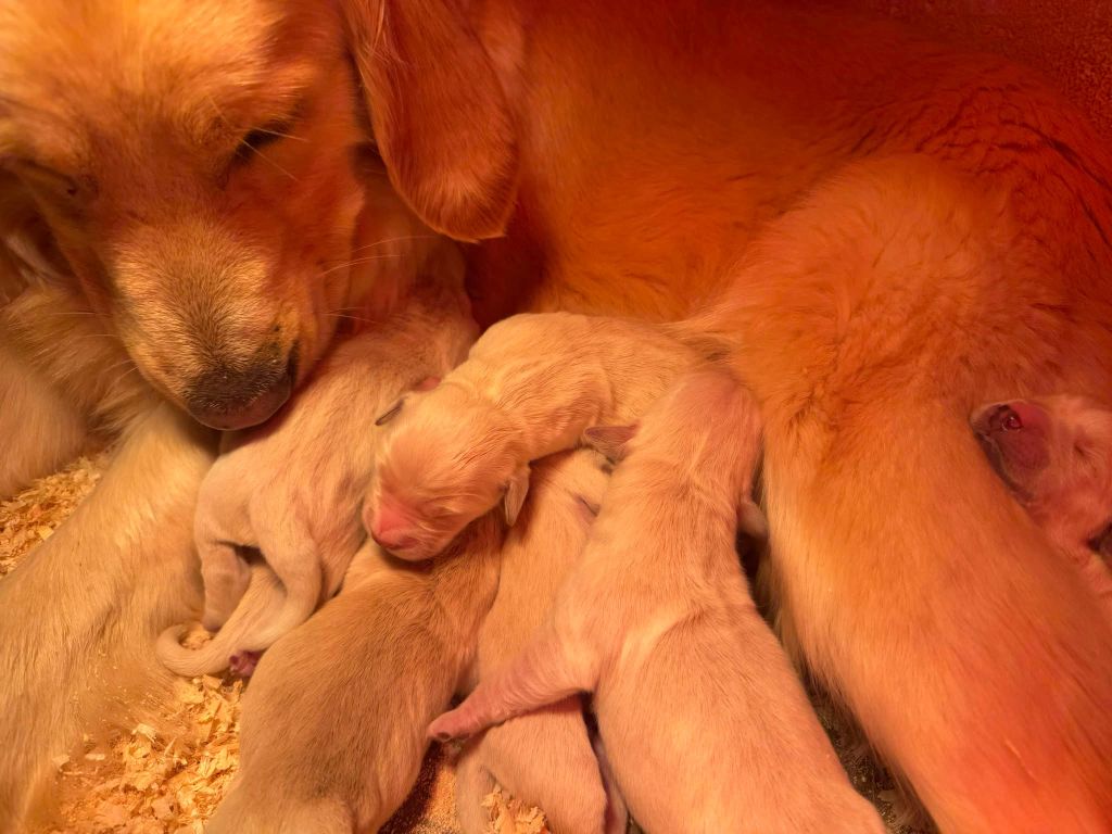 chiot Golden Retriever des Légendaires Nahauri