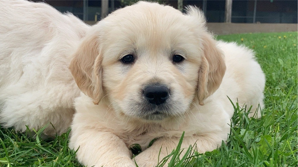 des Légendaires Nahauri - Chiot disponible  - Golden Retriever