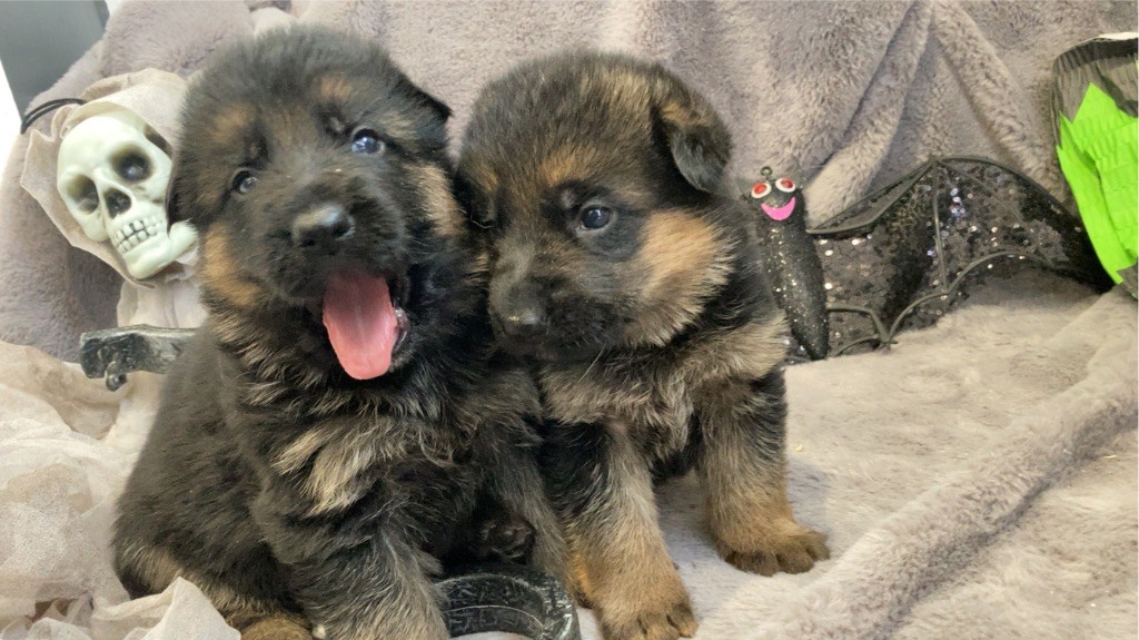 des Légendaires Nahauri - Chiot disponible  - Berger Allemand