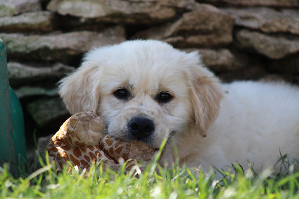 des Légendaires Nahauri - Chiot disponible  - Golden Retriever