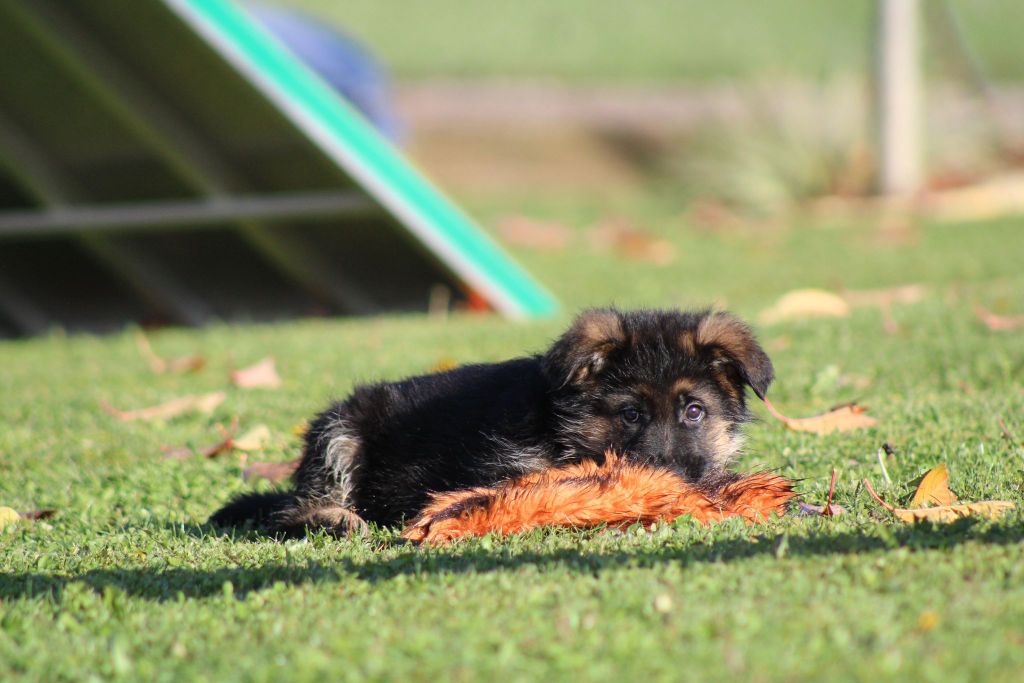 des Légendaires Nahauri - Chiot disponible  - Berger Allemand