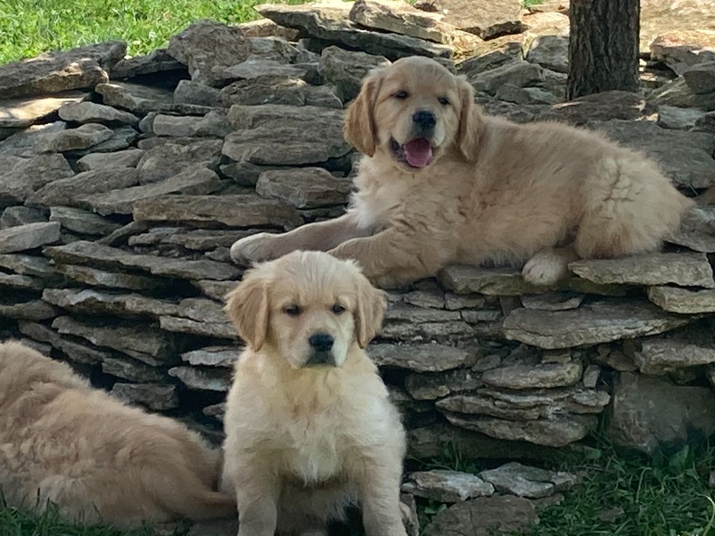 des Légendaires Nahauri - Chiot disponible  - Golden Retriever