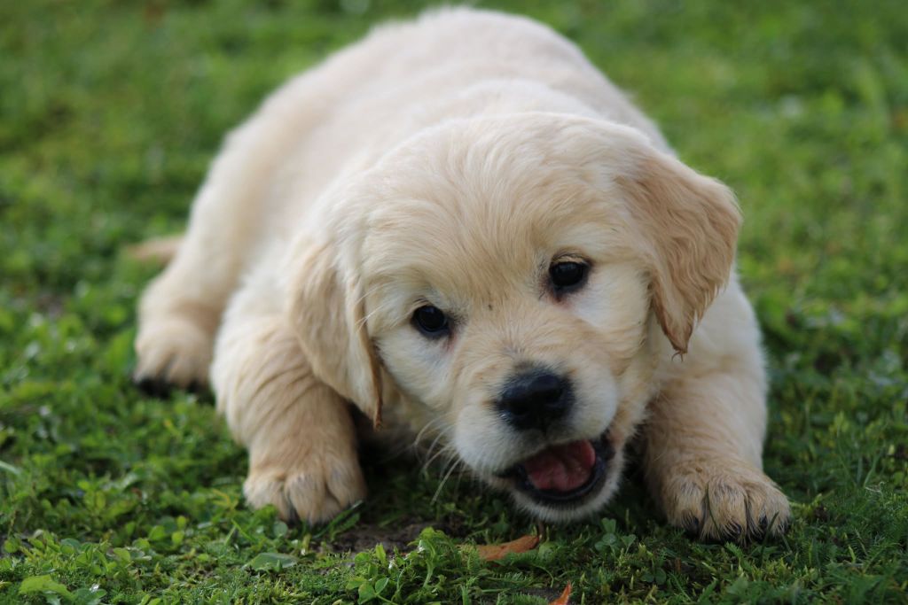 des Légendaires Nahauri - Chiot disponible  - Golden Retriever