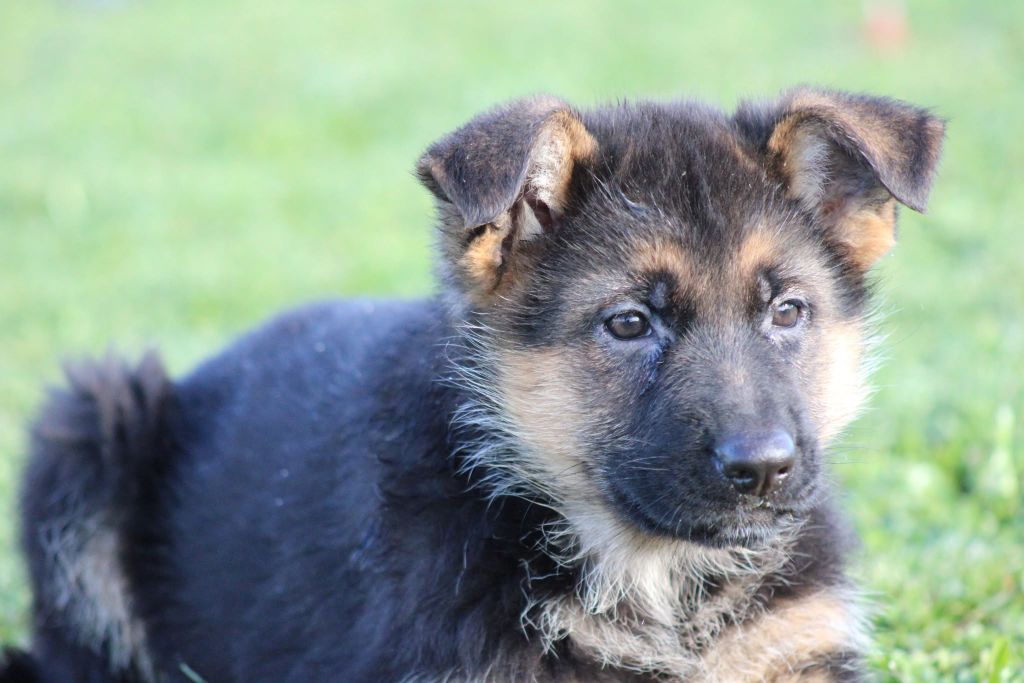 des Légendaires Nahauri - Chiot disponible  - Berger Allemand