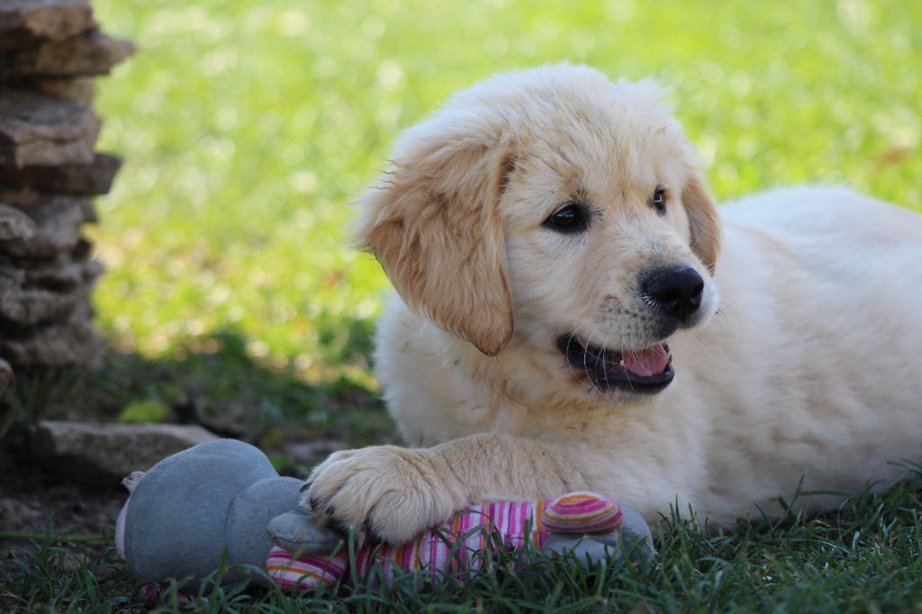 des Légendaires Nahauri - Chiot disponible  - Golden Retriever