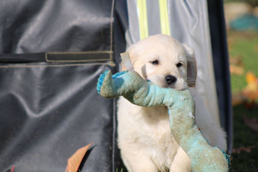 des Légendaires Nahauri - Chiot disponible  - Golden Retriever