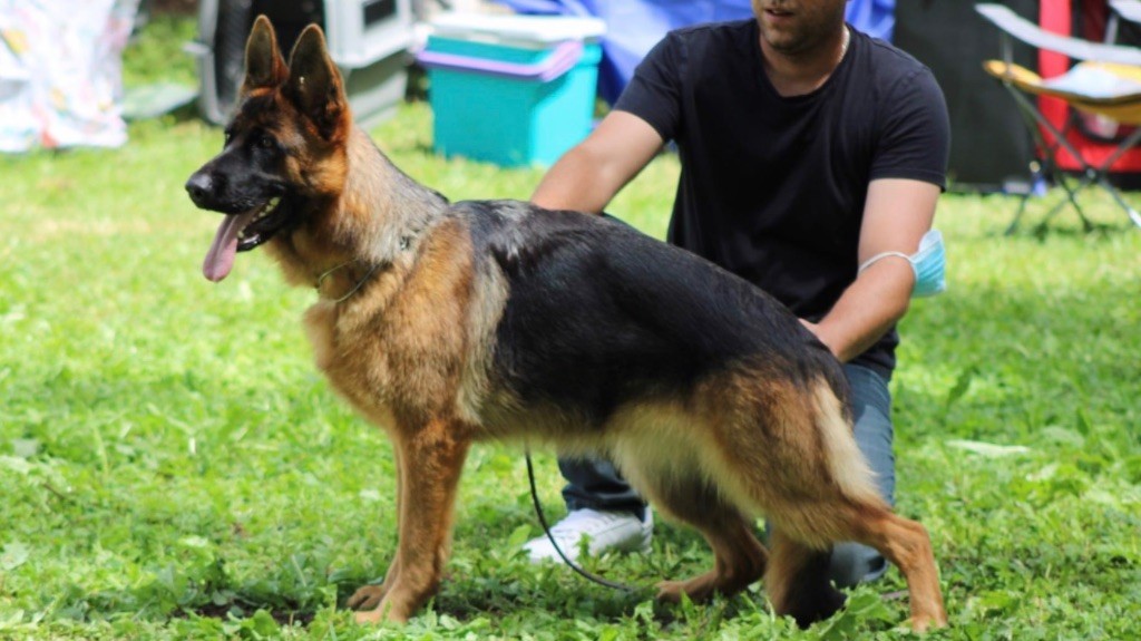 CH. Rixie des Légendaires Nahauri
