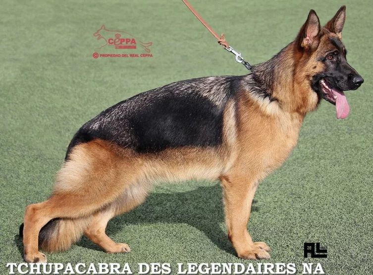 Tchupacabra des Légendaires Nahauri