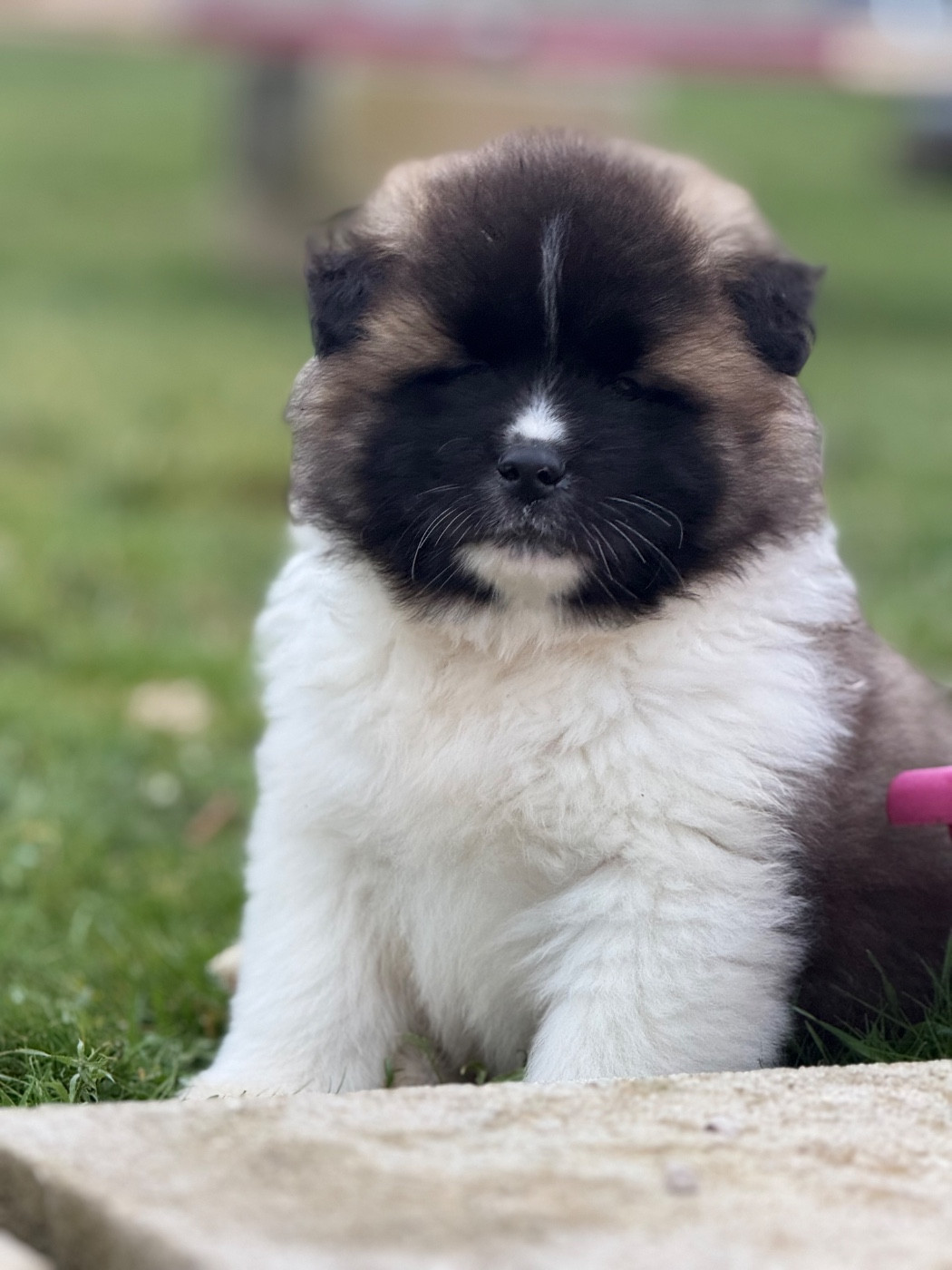 des Légendaires Nahauri - Chiots disponibles - Akita americain