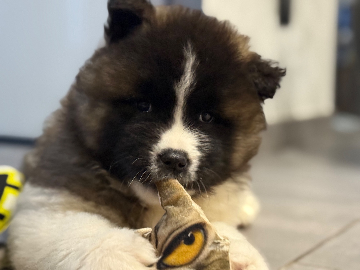 des Légendaires Nahauri - Chiots disponibles - Akita americain