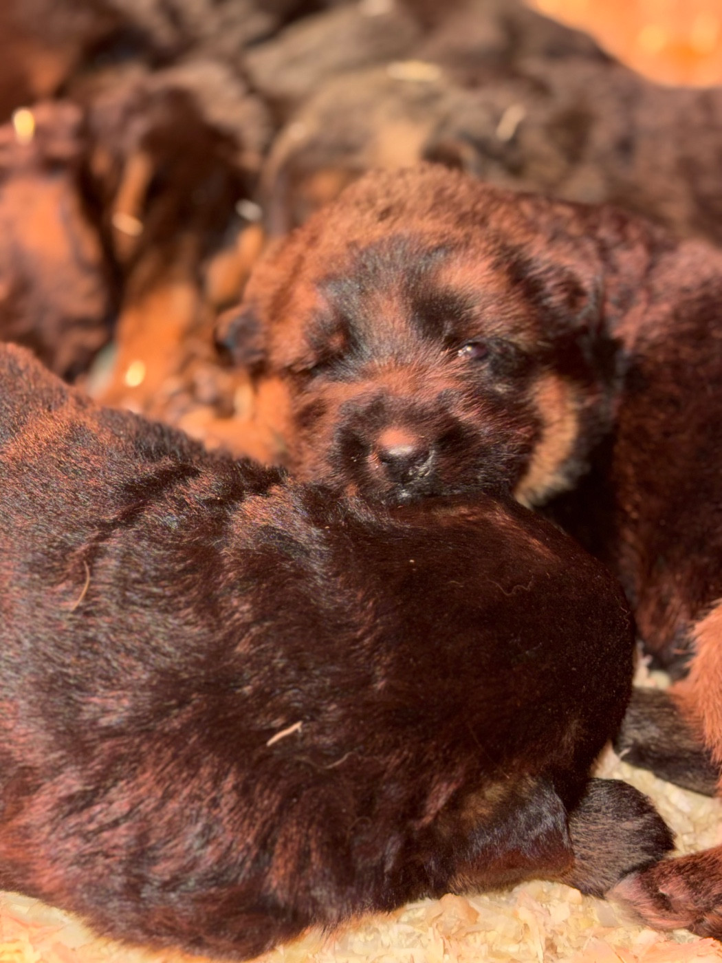 des Légendaires Nahauri - Chiots disponibles - Berger Allemand