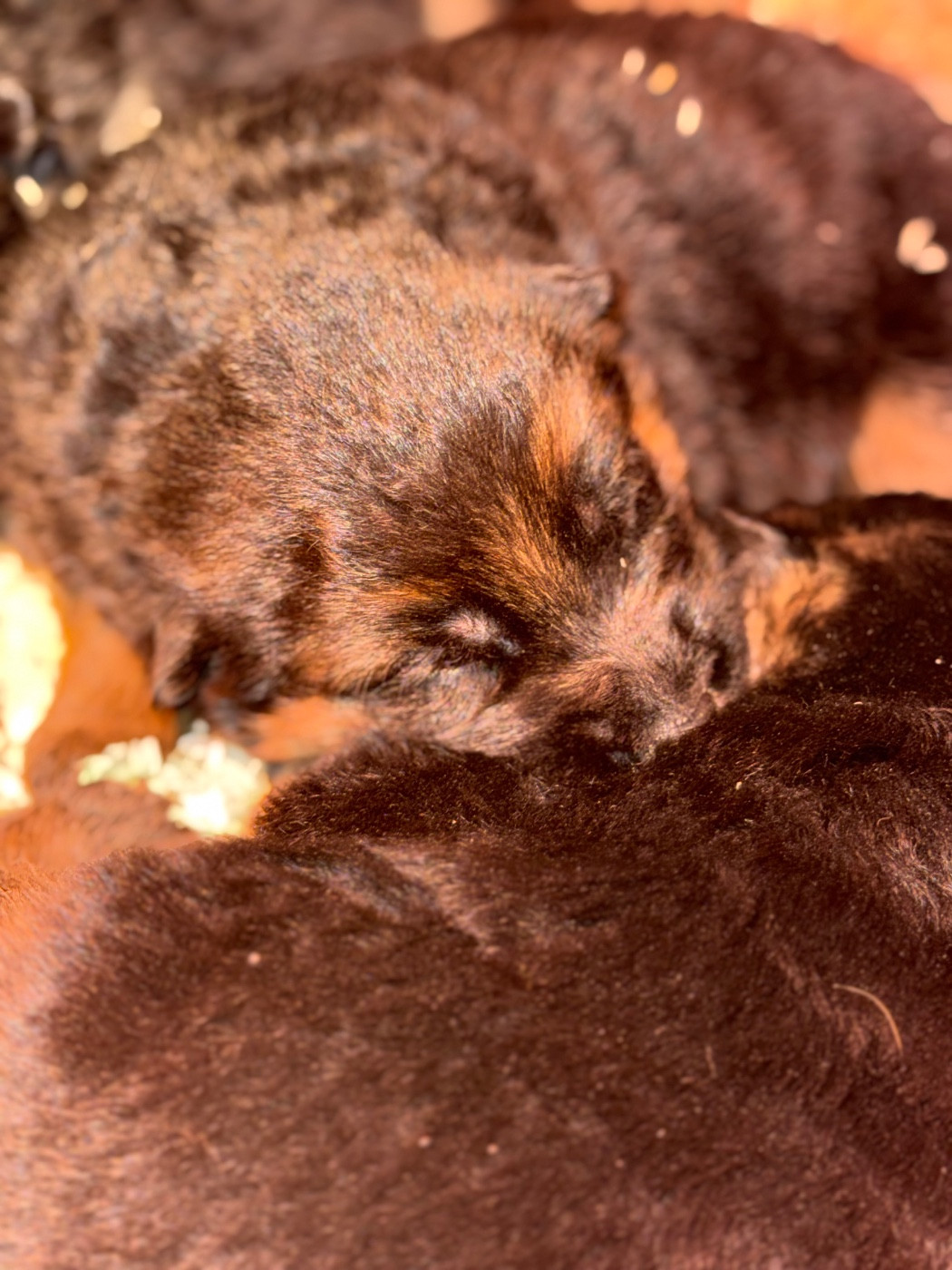 des Légendaires Nahauri - Chiots disponibles - Berger Allemand