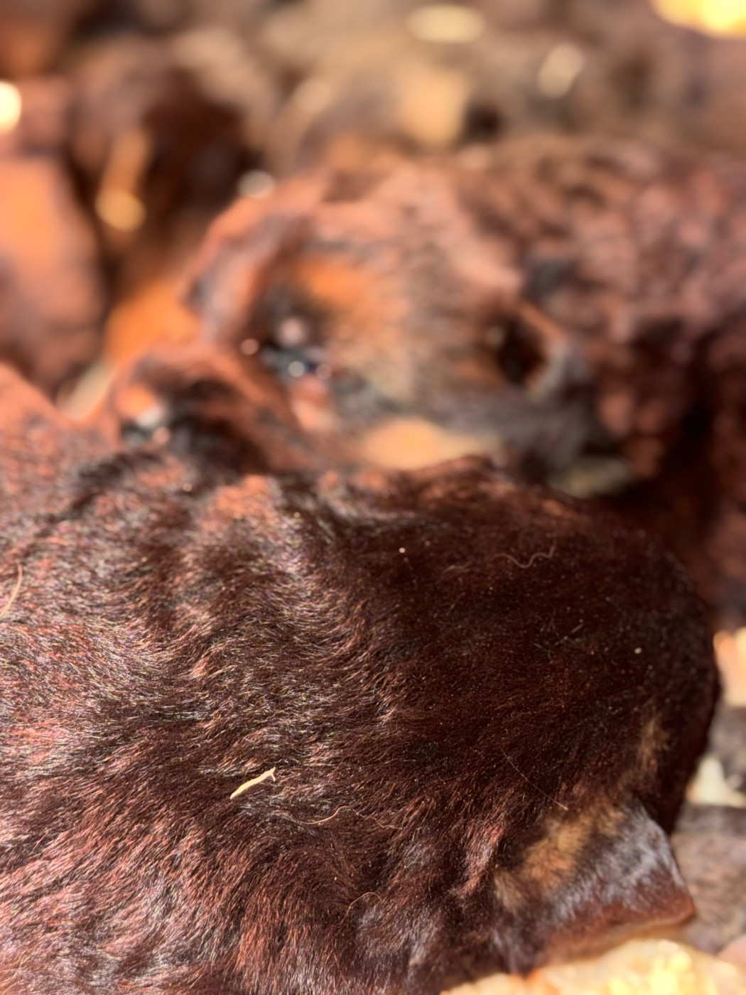 des Légendaires Nahauri - Chiots disponibles - Berger Allemand