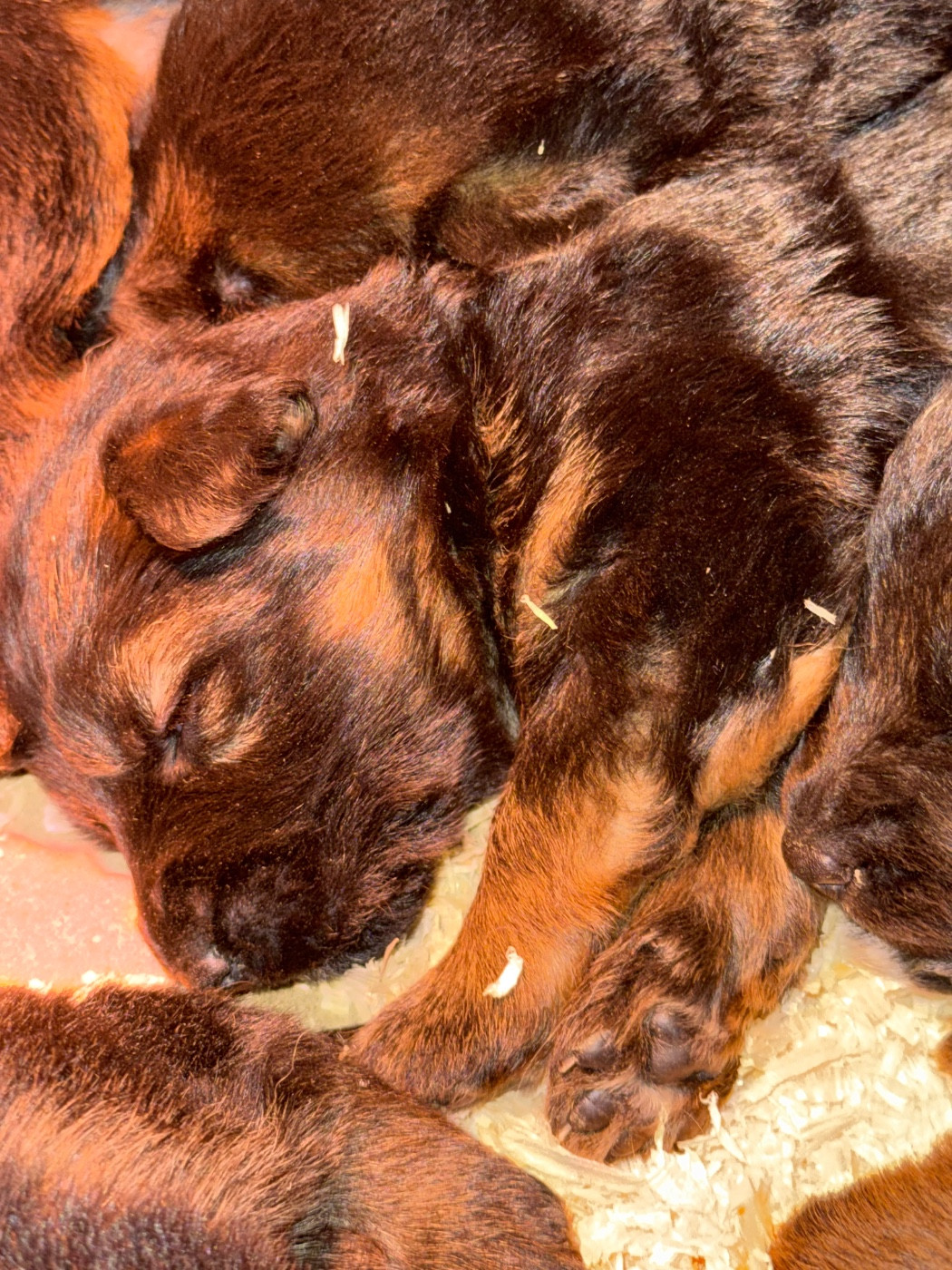 des Légendaires Nahauri - Chiots disponibles - Berger Allemand