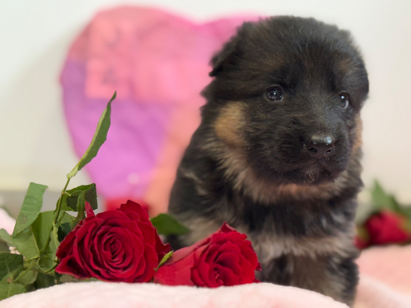 des Légendaires Nahauri - Chiots disponibles - Berger Allemand
