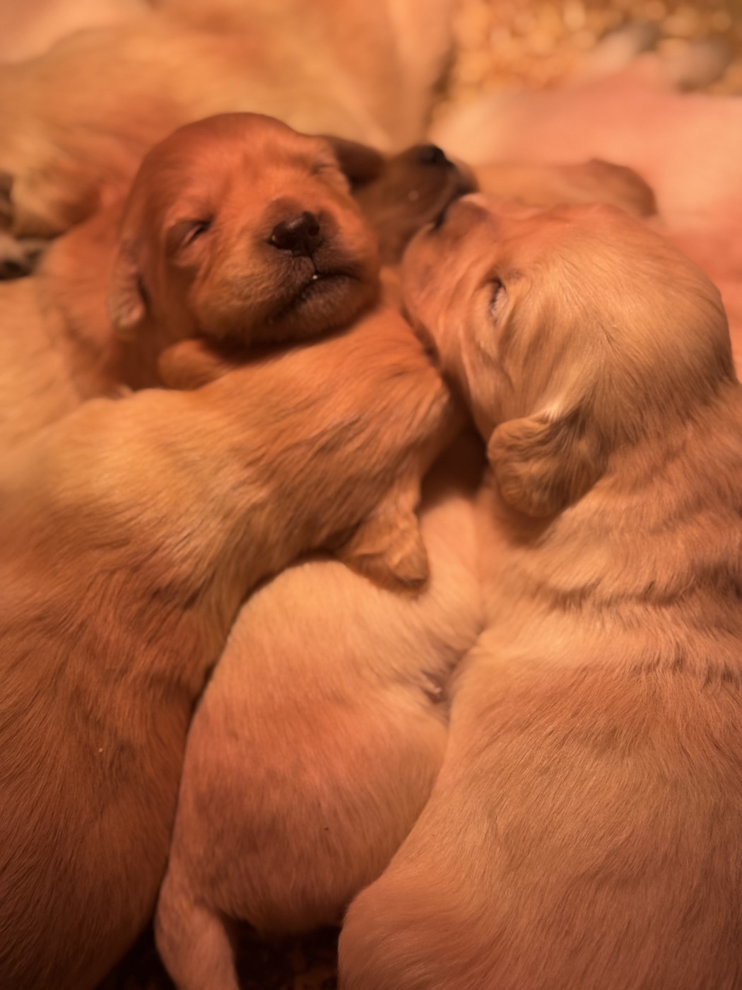 Chiot Golden Retriever des Légendaires Nahauri