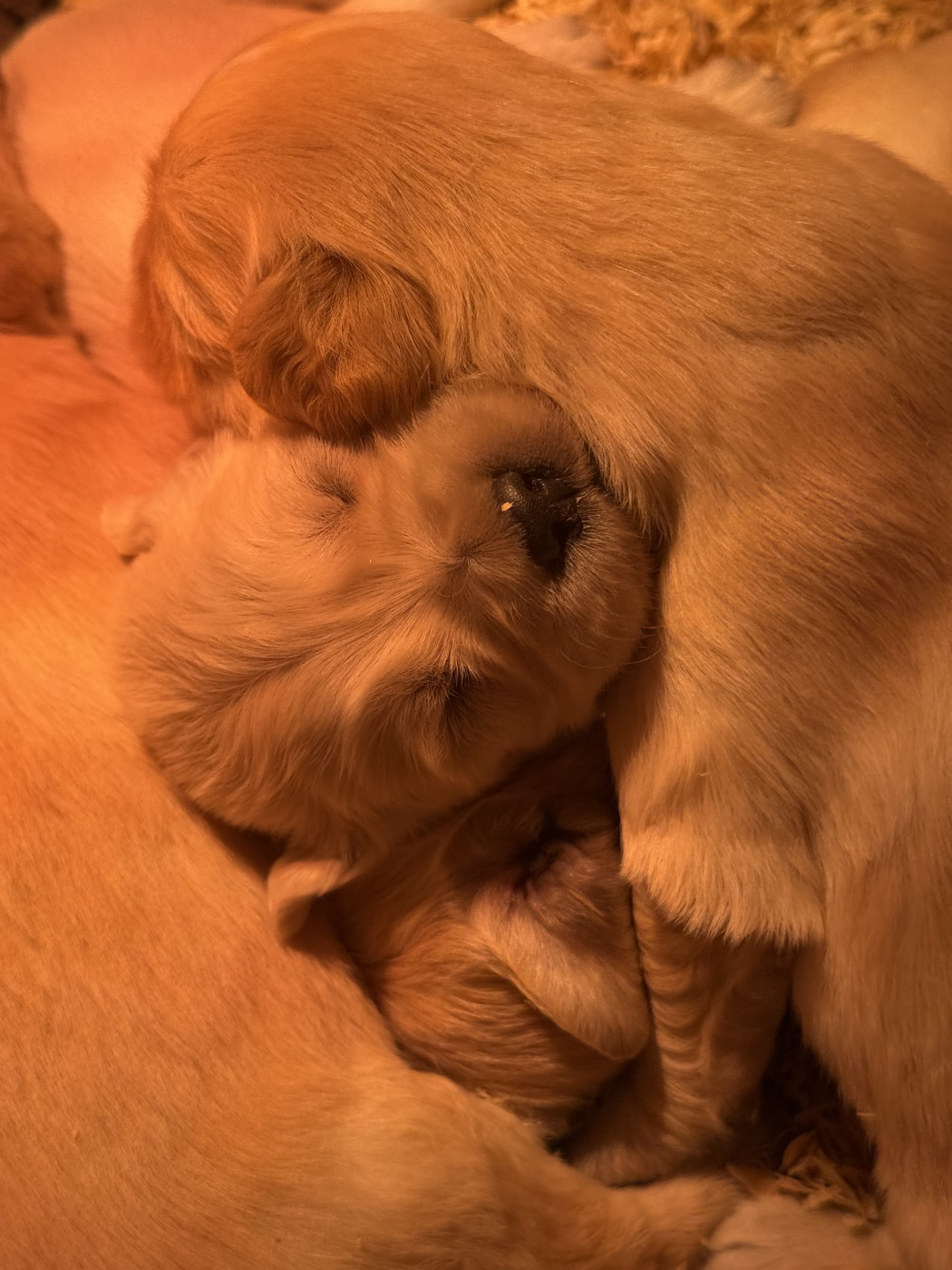 des Légendaires Nahauri - Chiots disponibles - Golden Retriever