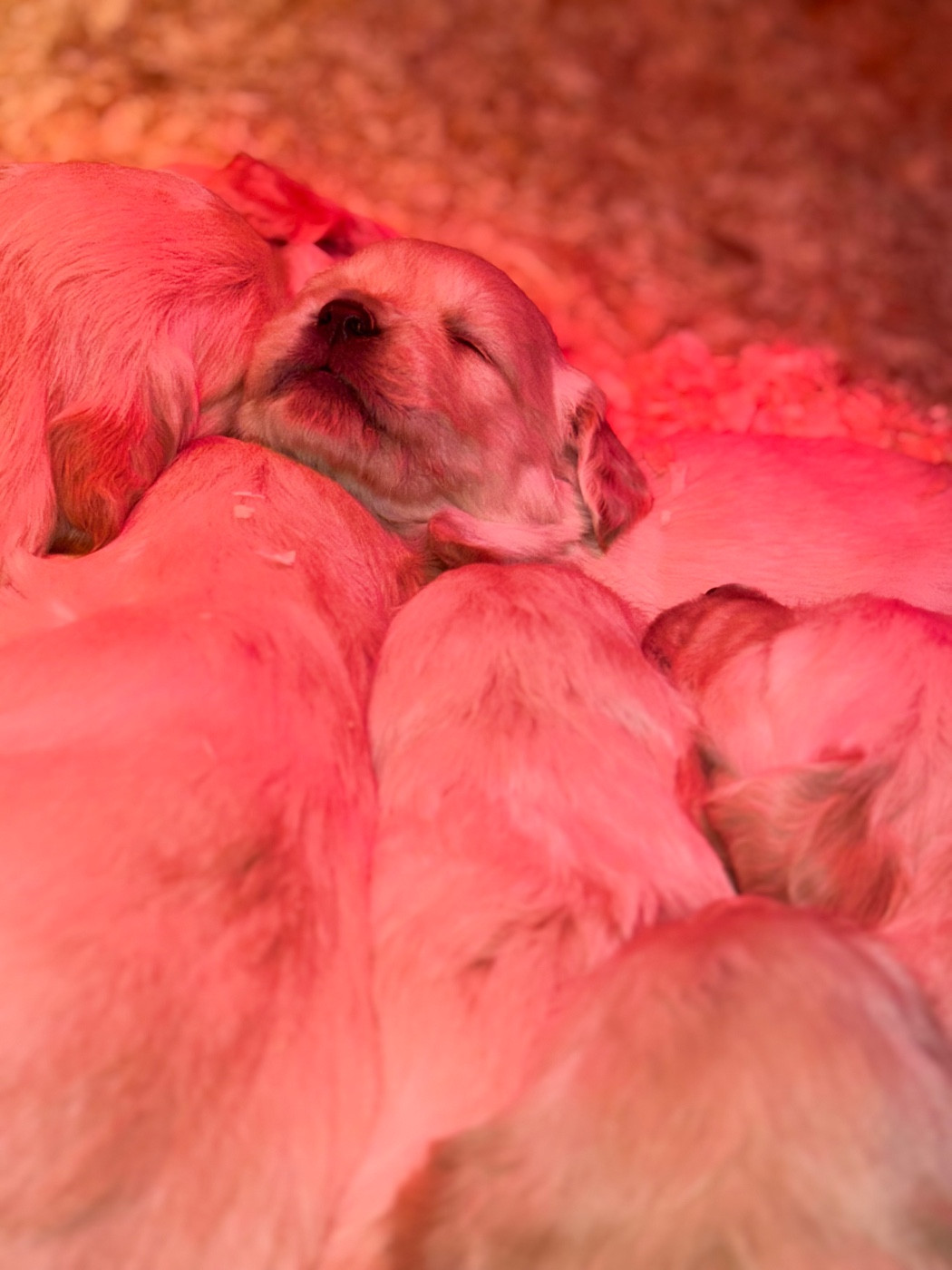 des Légendaires Nahauri - Chiots disponibles - Golden Retriever