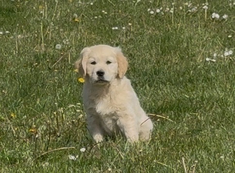 des Légendaires Nahauri - Chiots disponibles - Golden Retriever