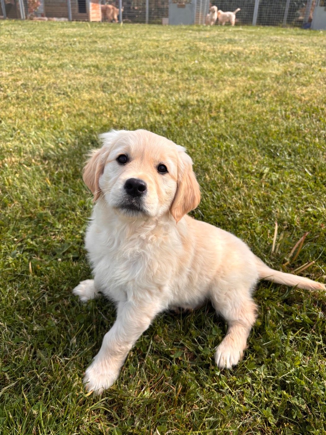 des Légendaires Nahauri - Chiots disponibles - Golden Retriever