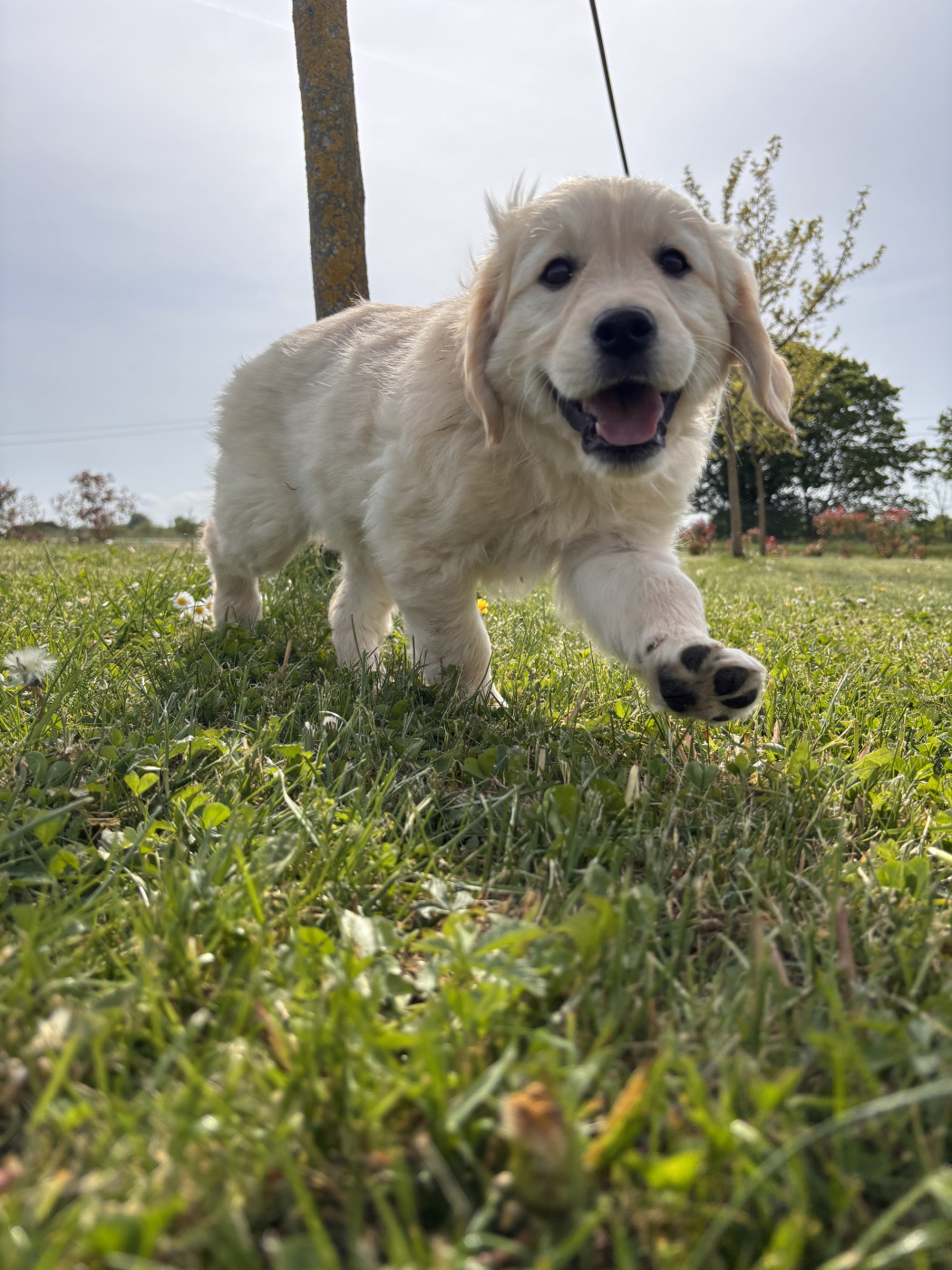 des Légendaires Nahauri - Chiots disponibles - Golden Retriever