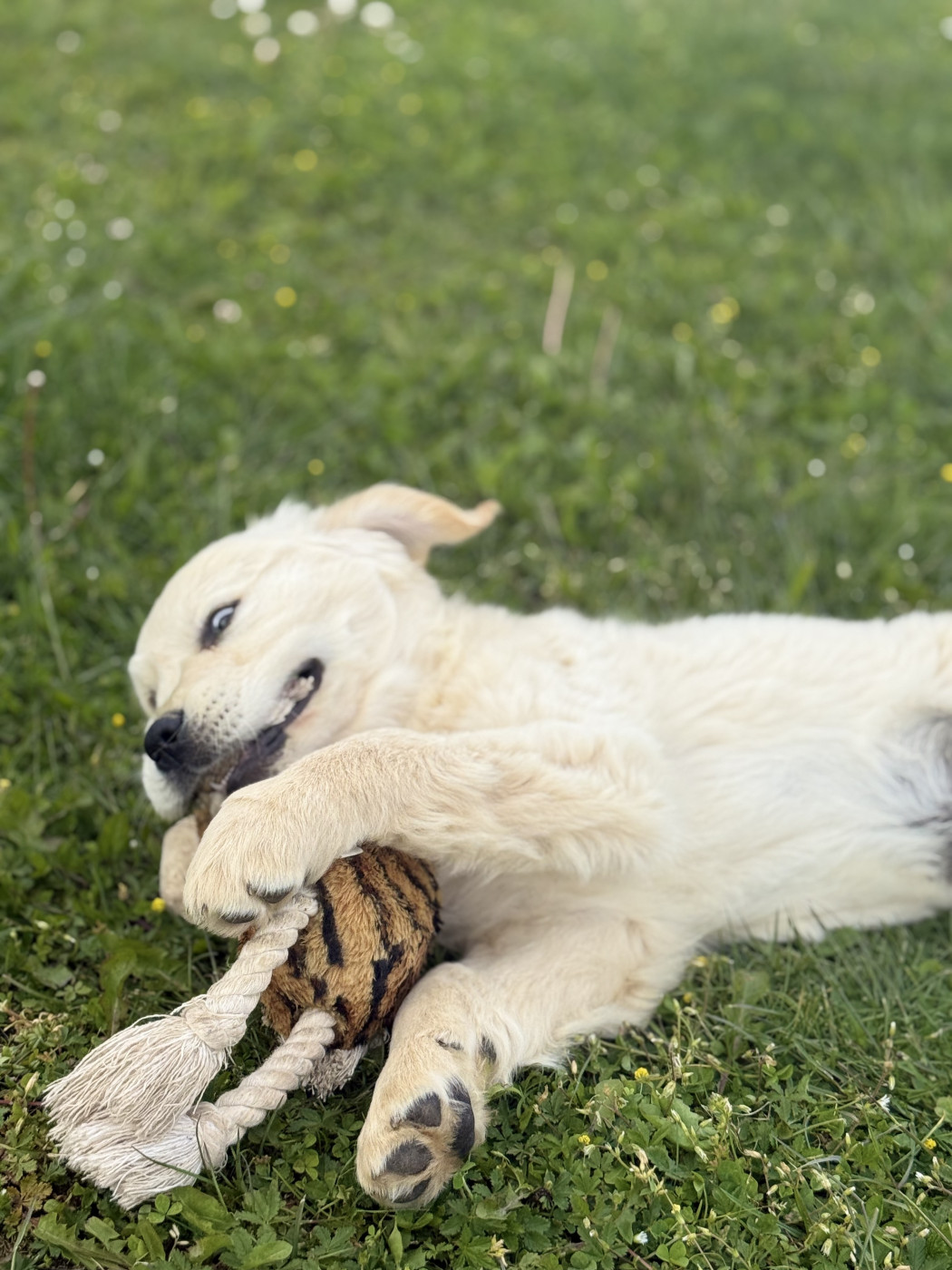 des Légendaires Nahauri - Chiots disponibles - Golden Retriever