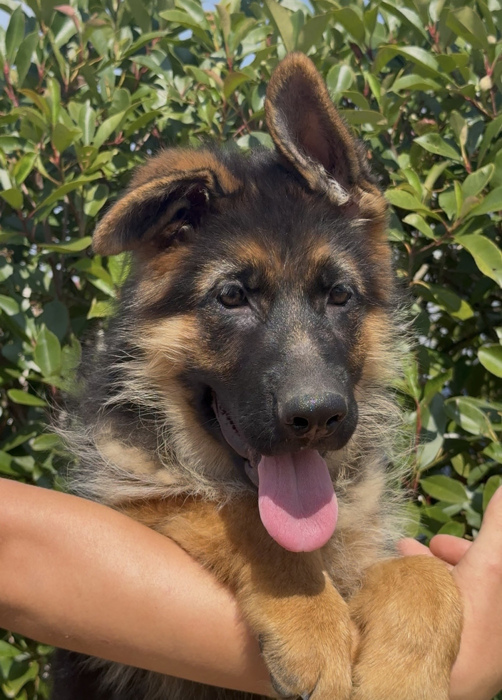 des Légendaires Nahauri - Chiots disponibles - Berger Allemand