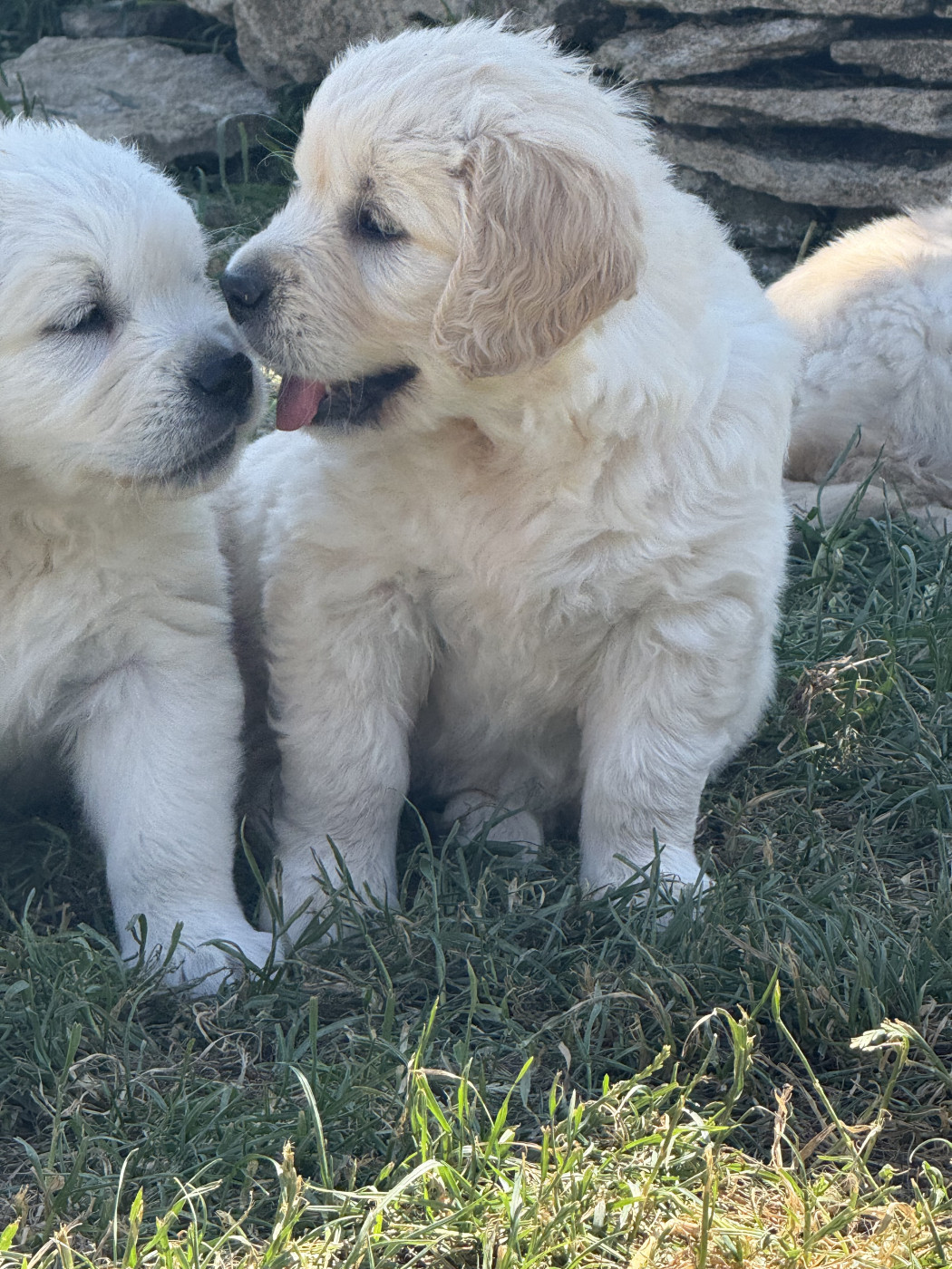 des Légendaires Nahauri - Chiots disponibles - Golden Retriever