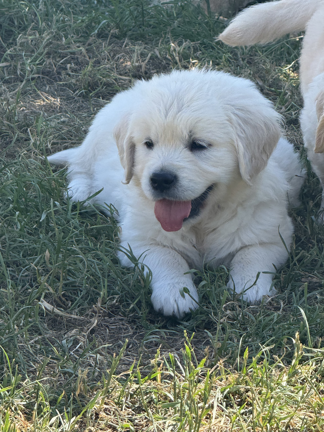 des Légendaires Nahauri - Chiots disponibles - Golden Retriever
