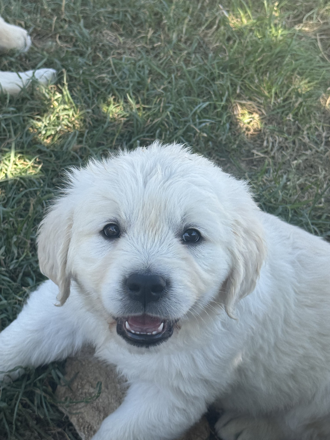 des Légendaires Nahauri - Chiots disponibles - Golden Retriever