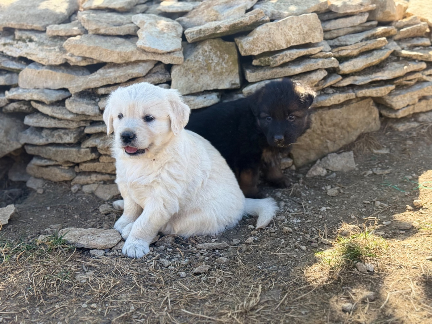 des Légendaires Nahauri - Chiots disponibles - Golden Retriever